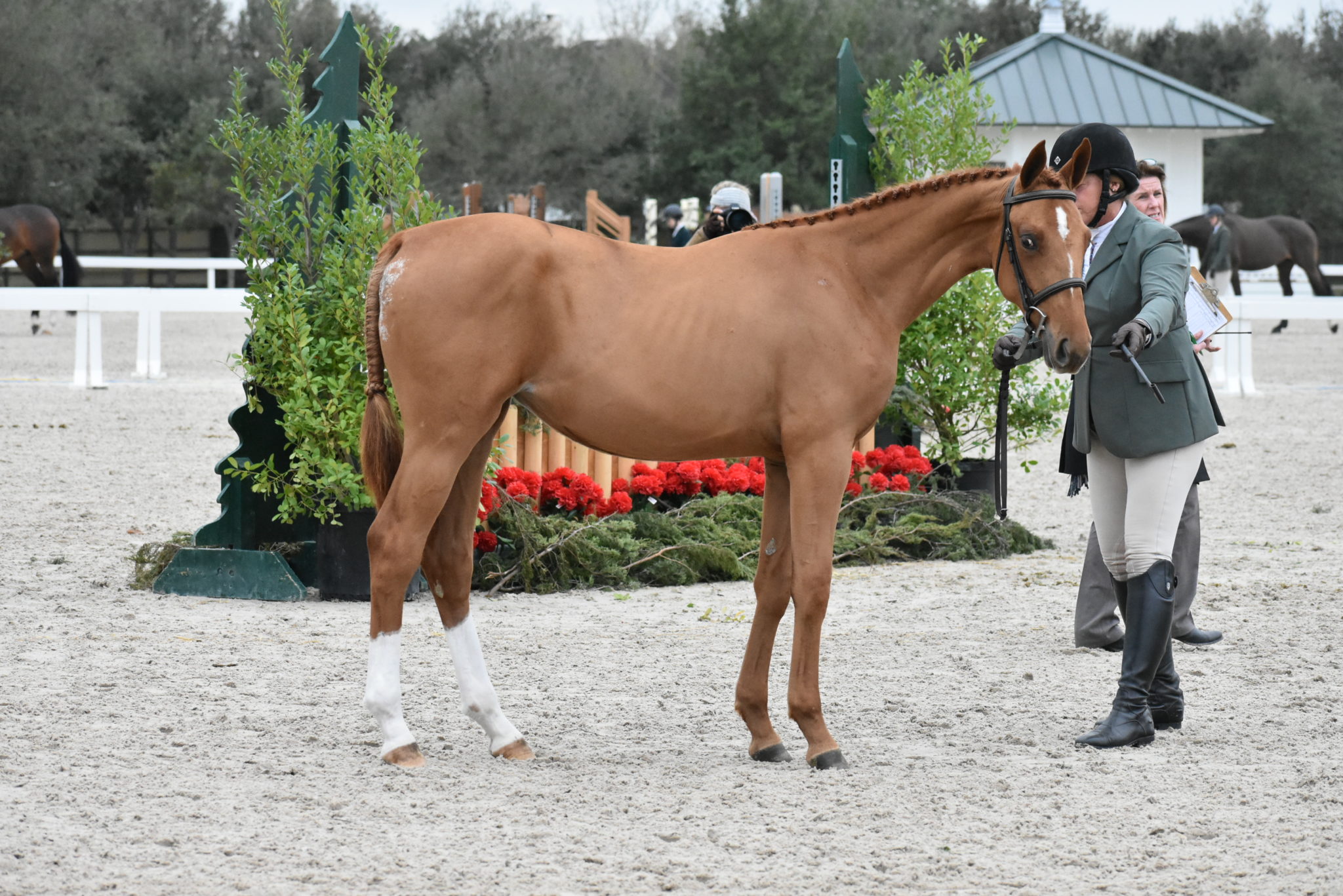 Olde Oaks Farm Thompsons, TX Sales